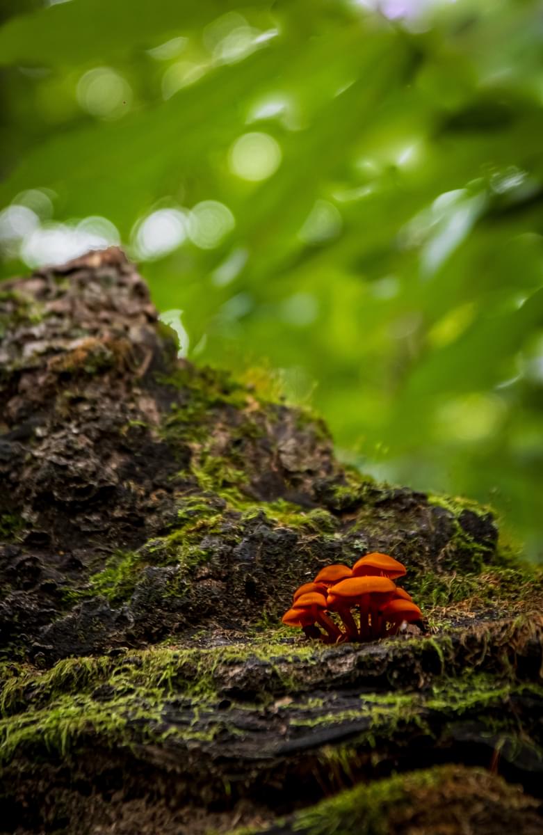 Orange mushrooms on moss covered log